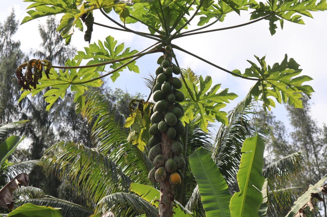 Paradise Eco Village Pahoa Exterior foto